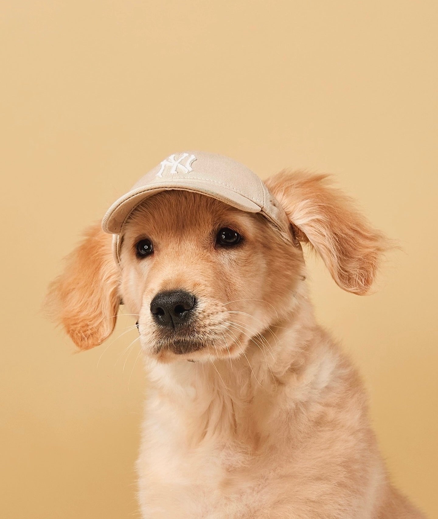 Baseball Dog Hats