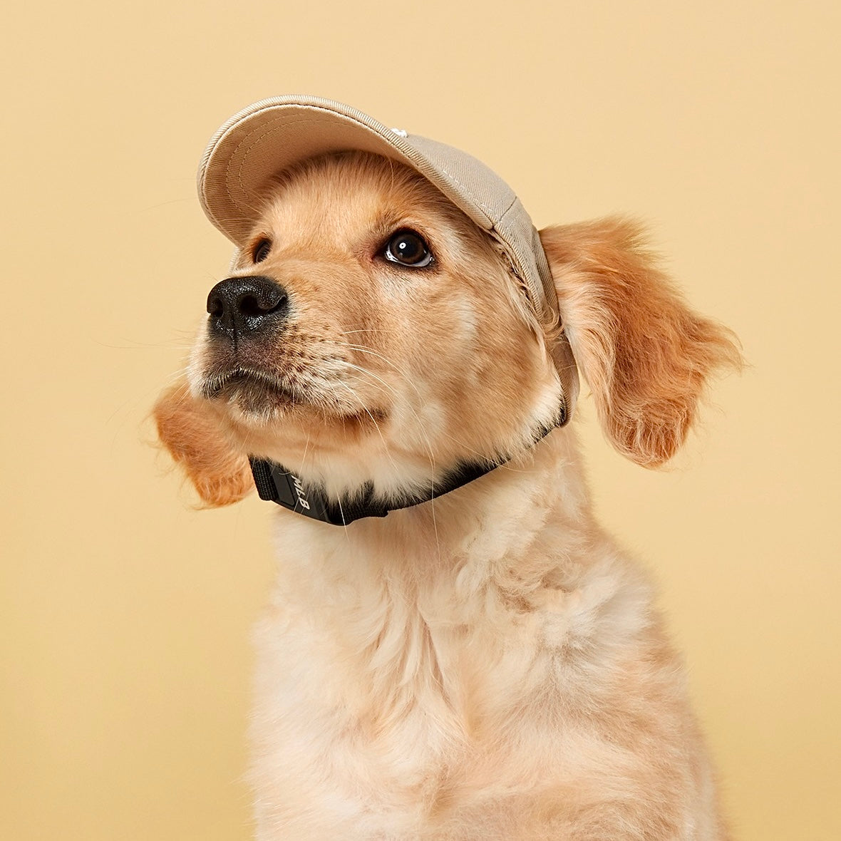 NY Yankees Dog Hat Fursigner