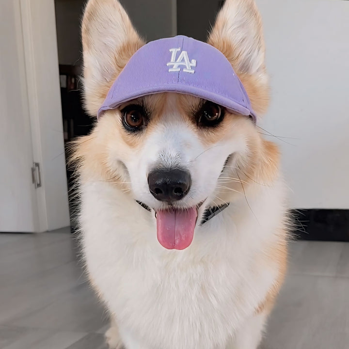 LA Dodgers Dog Hat