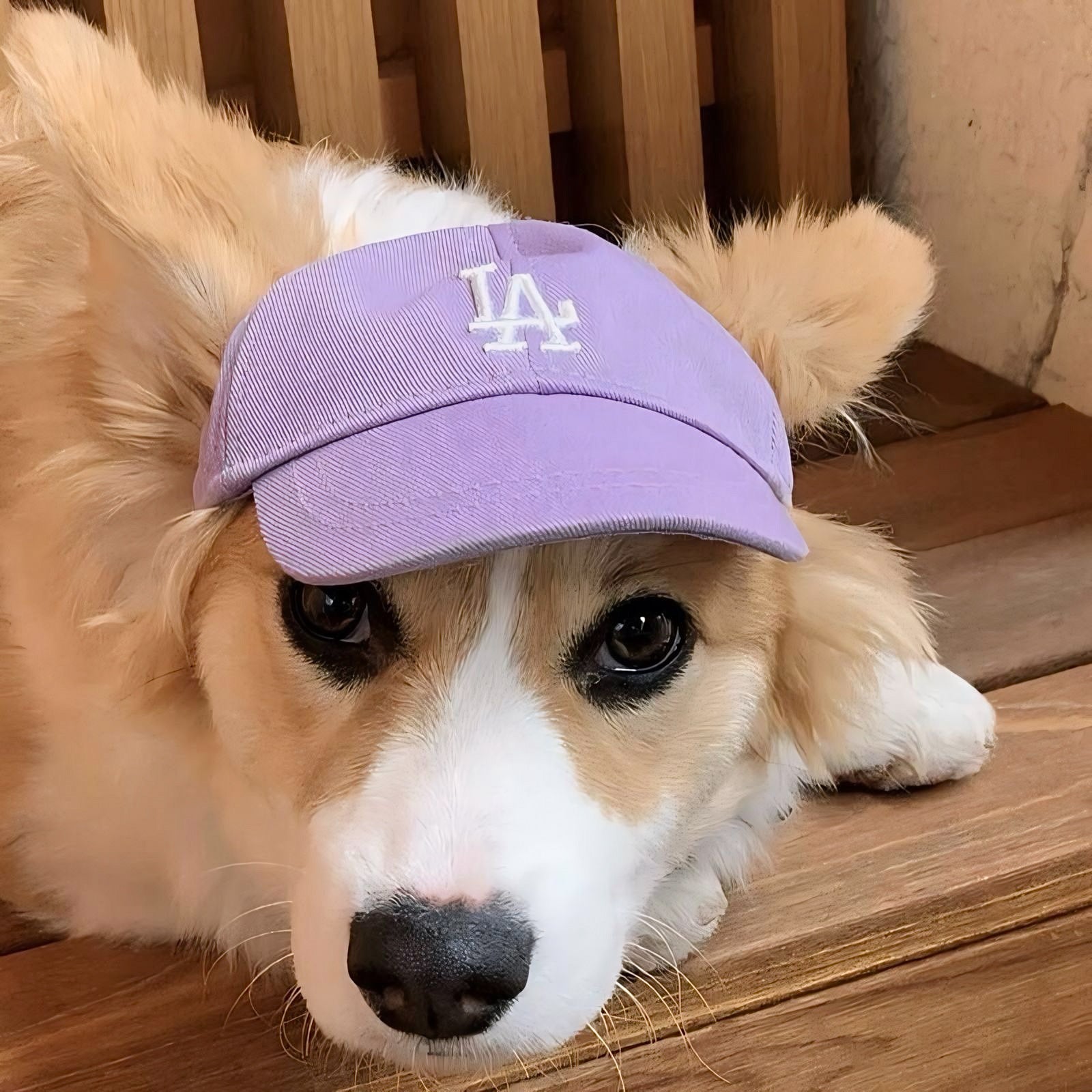 LA Dodgers Dog Hat Fursigner