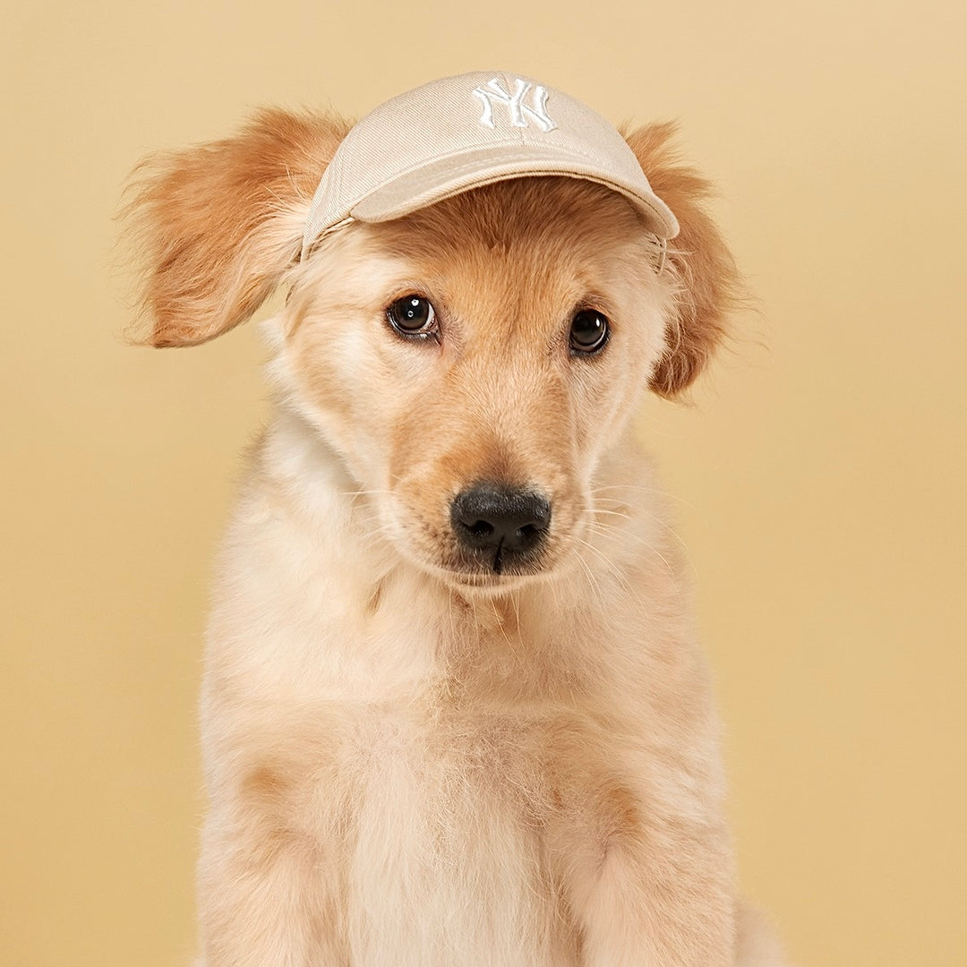 NY Yankees Dog Hat