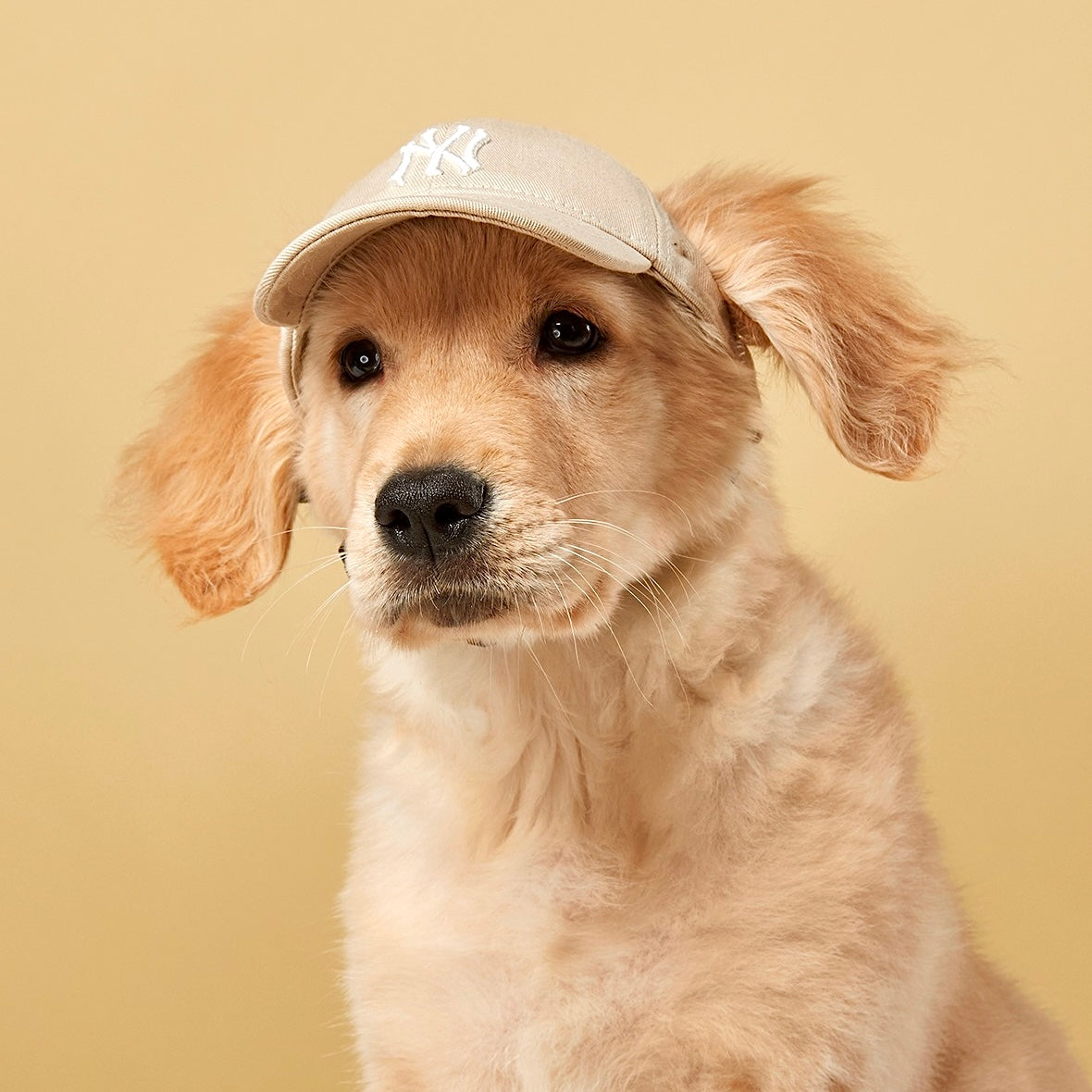 Dog yankee hat best sale